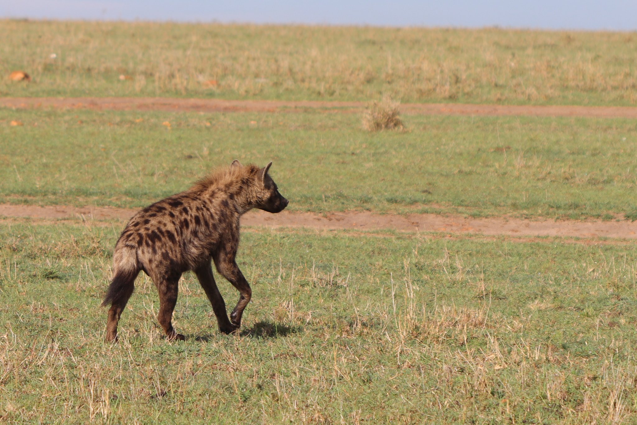 くま ハイエナのこの立ち方 かっこいいと思うのだ ブチハイエナ マサイマラ T Co Wejrubcddn Twitter