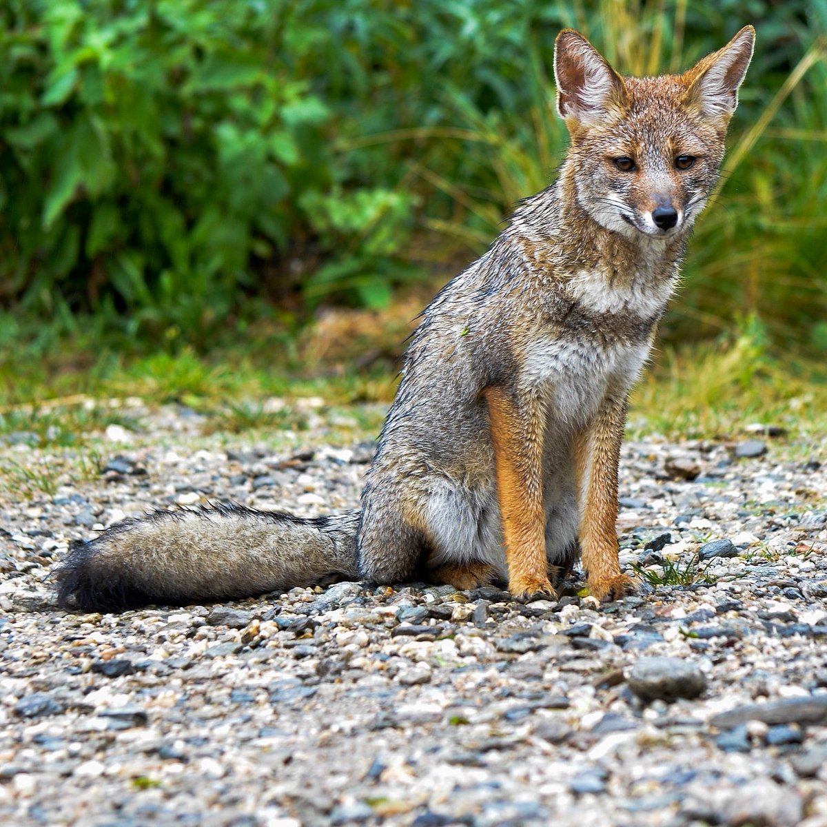 #FaunaNativa en tu visita a #VilladeMerlo seguramente te encontrarás con algún zorro gris. Así que prepárate para sacar muchas fotos!!! #zorrogris Recordá que no debes darle de comer!! #AmamoslaNaturaleza