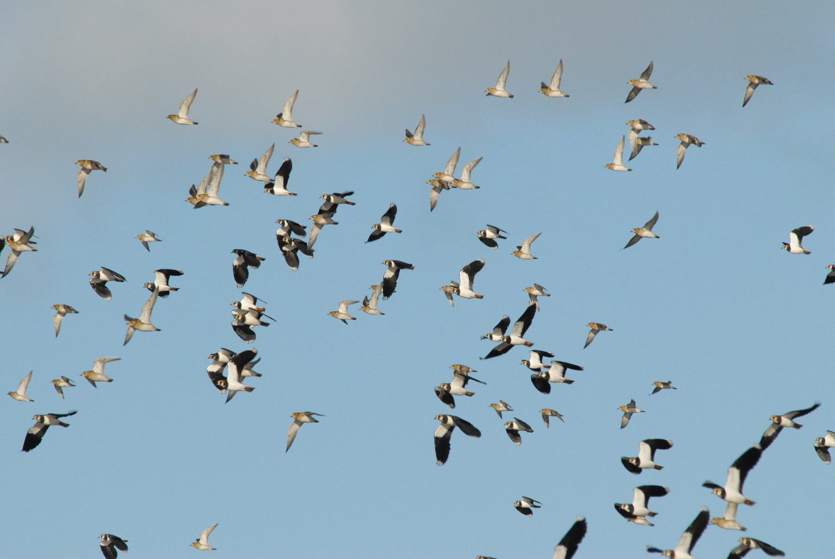 A few places are now available for our New Year's Day Birding morning. Make a great start to 2020 with the chance of seeing over 80 species 😊  Book now: socsi.in/panic  #GlosBirds <a href="/slimbridge_wild/">Slimbridge Sightings</a>