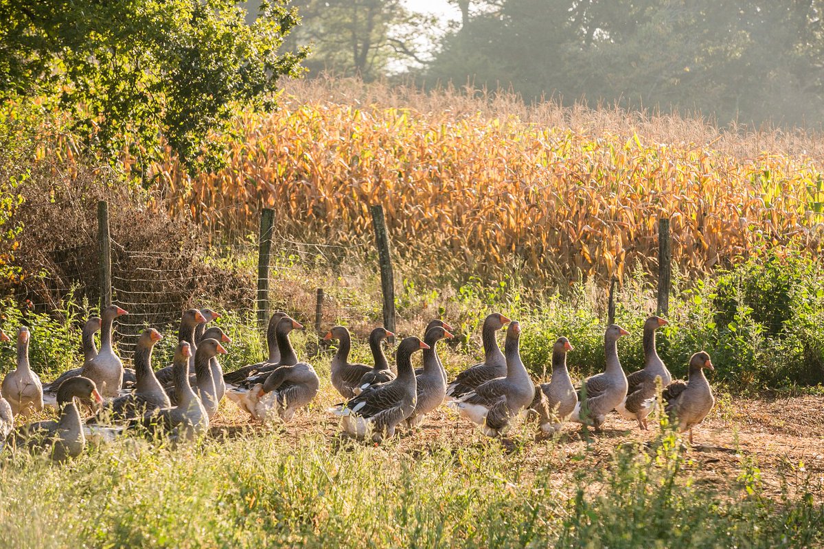 EuroFoieGras's tweet photo. Have you ever considered visiting a #FoieGras #farm? Our farmers are happy to show you everything there is to know about foie gras production! Head out to our website to learn more: https://t.co/6UrJv7Vo7X … #agriculture #extensivefarming #MeatTheFacts https://t.co/MARGFyUsR0