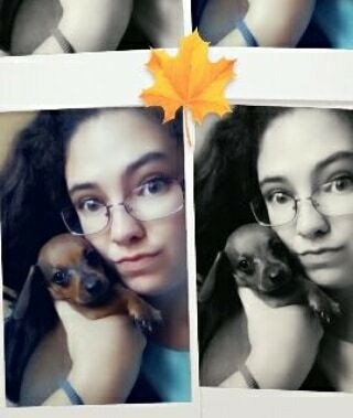 TarynMann's tweet photo. ❤🐶😘Mommy's little baby 
#dashundpuppy #snapchat #pictureday #puppylove 🐶 https://t.co/KaoNI7VAWI https://t.co/gUiPwu9tv2