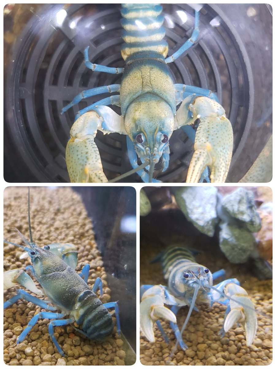 アクアショップ Arito 24日のアクアリウムバスに持っていきます 今回も色々なザリガニをはじめ 水草 ブセ付き流木 クリプト 餌 コンディショナー シェルター等の用品も持っていきますので是非ブースにお立ち寄り下さい 画像のザリガニでご質問 アクアショップ Arito 24日のアクアリウムバスに持っていきます 今回も色々なザリガニをはじめ 水草 ブセ付き流木 クリプト 餌 コンディショナー シェルター等の用品も持っていきますので是非ブースにお立ち寄り下さい 画像のザリガニでご質問