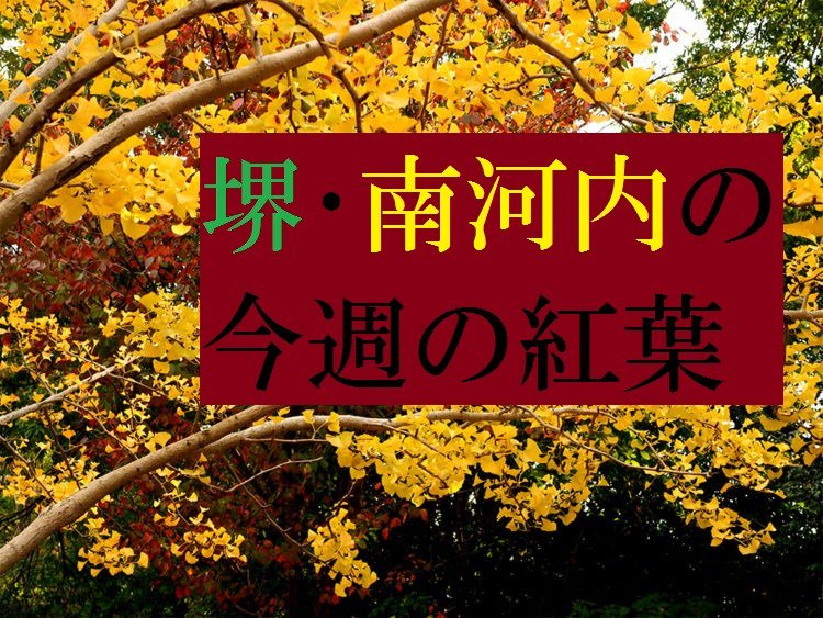 ট ইট র さかにゅー 公式 今週末のお出かけの寄り道に さかにゅーライターが堺市 南河内で見つけた 今週の紅葉フォト まとめ さかにゅー 堺市 南河内 大阪狭山市 羽曳野市 紅葉 まとめ T Co Mvd6sunirm