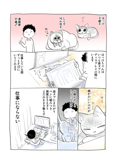 しょうがない猫の話 