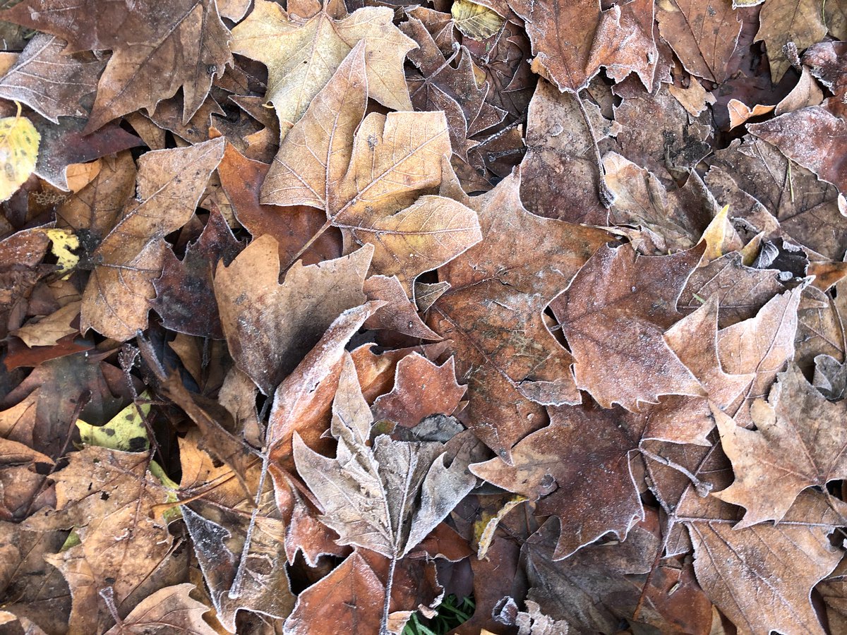 Winter gloom getting you down? Can’t face the Christmas shopping (just yet)?  Come to have a laugh at our gardening group 23/11 meet at Parco café 9.30am. The ultimate green gym! Pls RT <a href="/OvalLabour/">Oval Labour</a> <a href="/NineElmsRes/">Nine Elms Resident</a> @VauxhallGrove <a href="/beinvauxhall/">beinvauxhall</a>