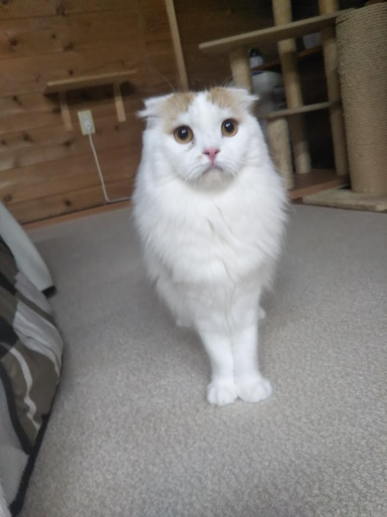 22年版 新潟県でおすすめの猫カフェ9選 猫に癒されたい 猫カフェナビ
