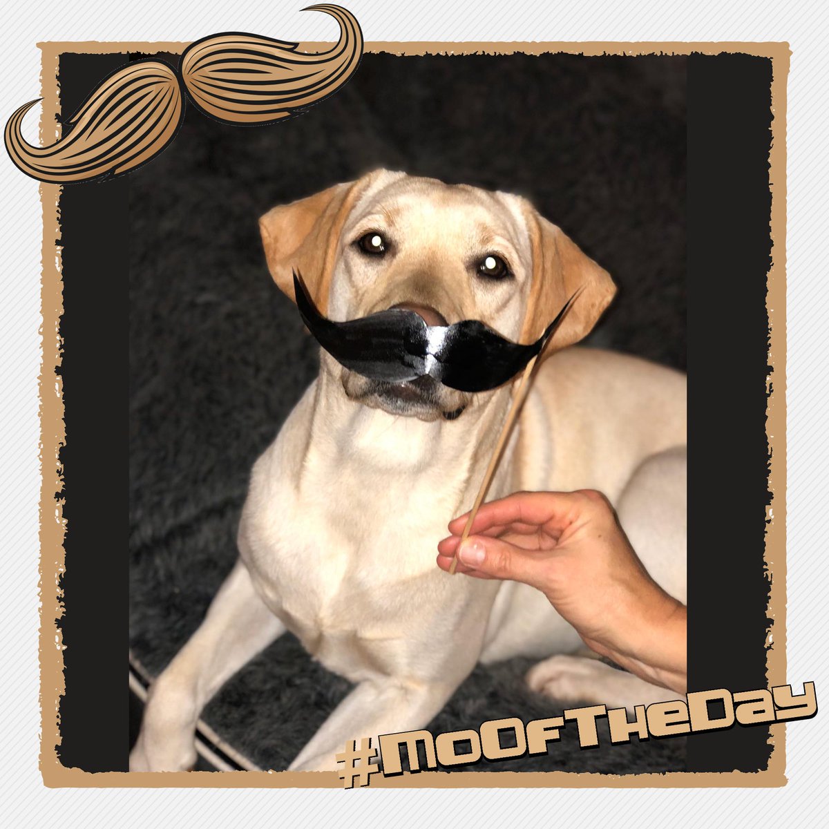 UniklinikAachen's tweet image. Wir wurden gefragt: Dürfen Hunde eigentlich auch mitmachen beim #MoOfTheDay? Warum eigentlich nicht? Danke an Lizzy und Frauchen Doris für euren Einsatz in Sachen #Männergesundheit im #Movember. Und euch allen einen schönen Start ins Wochenende!