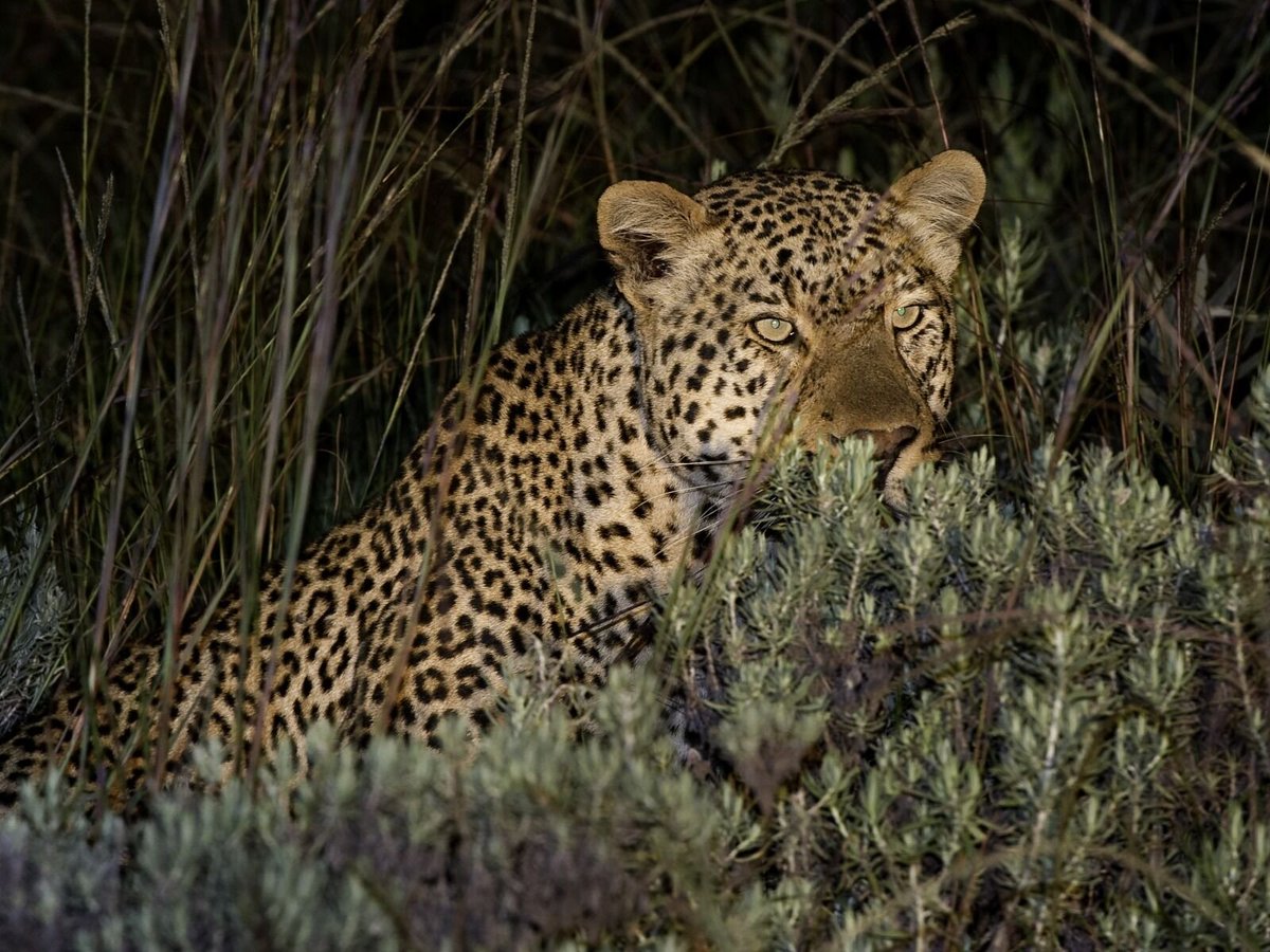 Ulendo Malawi Group (@ulendomalawi) on Twitter photo Number 2 on our #MalawiSplendid6 #TravelBucketList is Nyika National Park.
This is Malawiâs first and largest Game Park, situated in the North of Malawi and home to the antelope, zebra and leopard!
Email: info@ulendo.net for bookings and information Number 2 on our #MalawiSplendid6 #TravelBucketList is Nyika National Park.
This is Malawiâs first and largest Game Park, situated in the North of Malawi and home to the antelope, zebra and leopard!
Email: info@ulendo.net for bookings and information