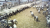 EuroSheepEU's tweet photo. Following our #SheepNetoftheweek
of yesterday, check our @SheepNet factsheet on sheep reproduction- management practices and
techniques
https://t.co/BiPLKnJ6E3! @SRUC @SAC_Poppy @ProfCMDwyer @VCSTX @Idele_CEB @TeagascSheep
@neikertecnalia @InstitutElevage
@env_toulouse https://t.co/AIDL13cpOe