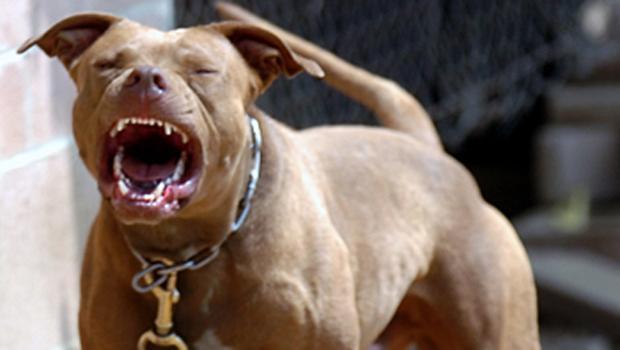 fa8936's tweet photo. Timeline : Stray Dogs Attacks in Detroit https://t.co/oUACFs7YHW https://t.co/bq5mytXnIE