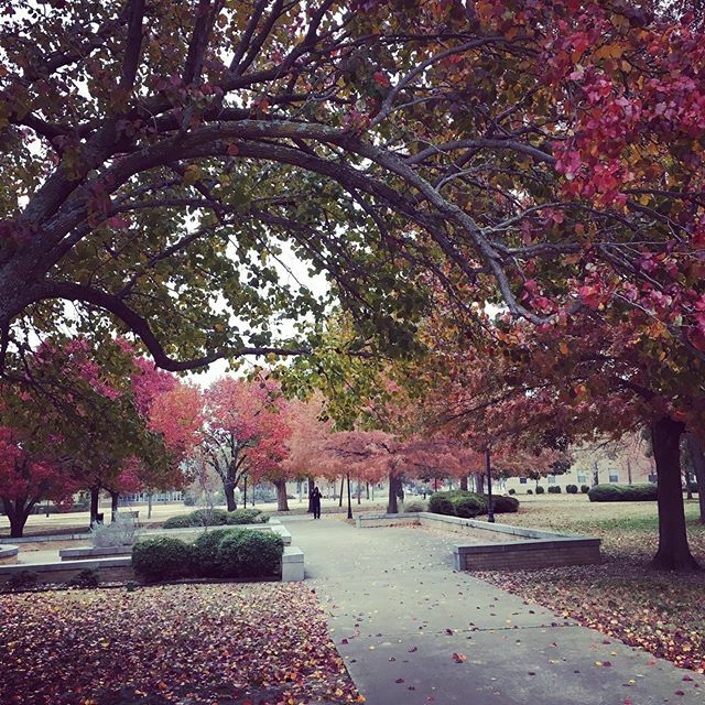ac_lib's tweet image. Fall really is here! (kinda sorta) #fallcolors #austincollege #ac_library #roonation #librariesofinstagram #librariesofig #acltw ift.tt/338kk75