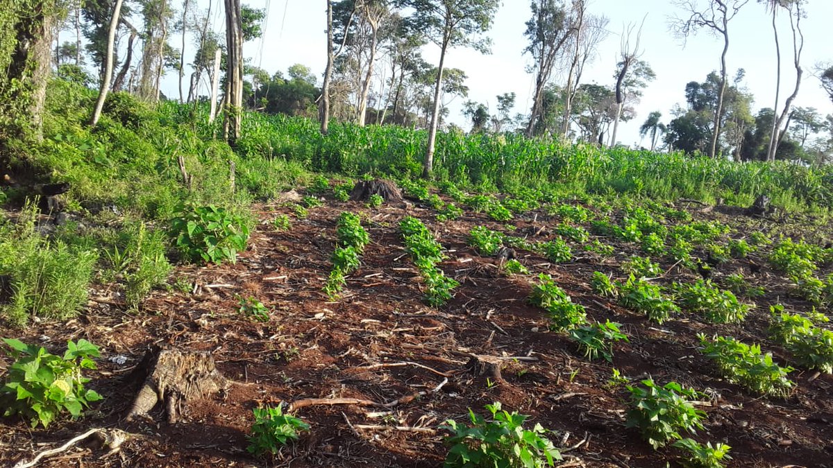 MinAgriFam's tweet photo. PRODUCCIÓN DE ALIMENTOS SANOS Y SOBERANOS.
👉Semillas originarias en manos del Pueblo Guaraní.
.
.
.
.
.
#teko #pueblosoriginarios #mbya #guaraní #misionesarg #agroecologico #agriculturafamiliar https://t.co/HxoGOtNnto