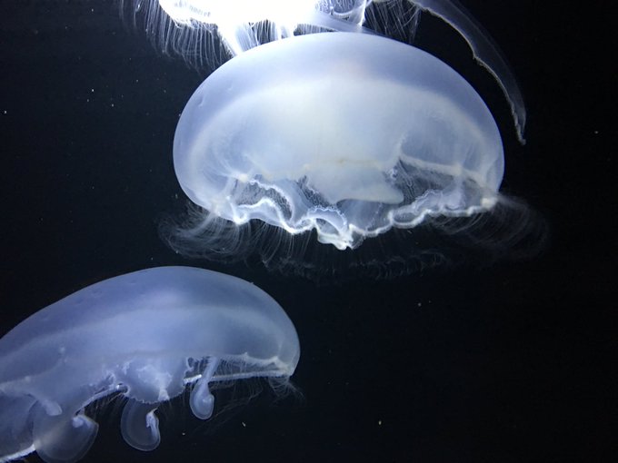 クラゲ 高画質 のtwitterイラスト検索結果