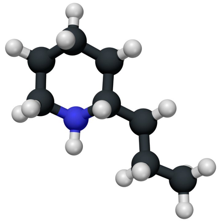 moleculas_gal's tweet photo. A cicutina é un alcaloide neurotóxico que se atopa en diversas plantas como a cicuta. A súa inxestión bloquea o sistema nervioso periférico, o que causa a morte por parálise respiratoria. O filósofo Sócrates faleceu por causa deste veleno. https://t.co/y2lFJpGVQp