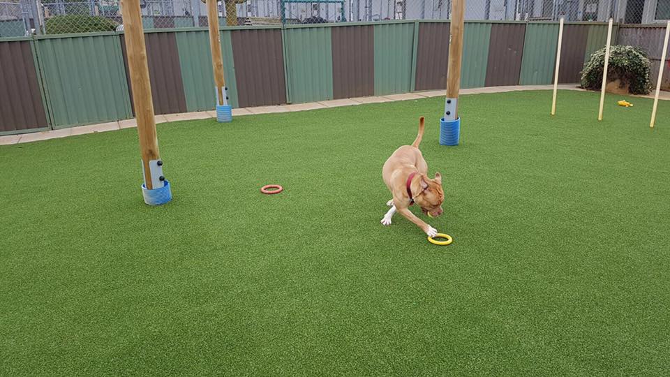ArtificialawnUK's tweet photo. It’s #ThrowbackThursday

We have decided to look at one of our past projects, travelling back to 2017.

The dog shelter at Woodgreen was transformed with artificial grass, allowing the dogs outdoor freedom throughout the year. https://t.co/Tl7HXoHGgq