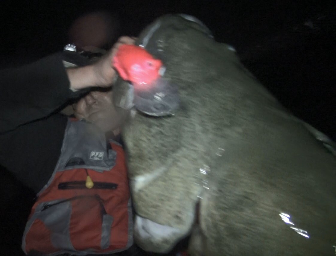 Exclusive News! 
We found “The Daddy of All Cod” and he’s in our new film.  I could barely lift him in!   Proof that if you do your homework, &amp; never give in....there are fish out there beyond your wildest dreams.
See it all unfold in our cinema quality at totalnative.com