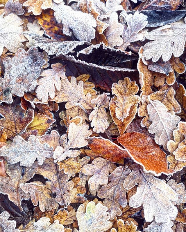 DudeSweetFood's tweet photo. Crispy autumn leaves
.
.
#autumn#autumnleaves#dogwalks https://t.co/NG2ZRgxjxR https://t.co/fVJMsXeQ3u