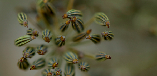 Day 4 of #SeedWeek!

Read about Sìol Arbhair – heritage grain growing in the highlands of #Scotland in today's #seed piece! 🏴󠁧󠁢󠁳󠁣󠁴󠁿🌳🌾

<a href="/SeedSov/">SeedSovereigntyUkIreland</a> @ScotlandSeedSov <a href="/WalesSeedSov/">Katie Hastings</a> <a href="/IrishSeedSavers/">Irish Seed Savers</a> <a href="/EEnglandSeedSov/">Sinead Fortune</a> @WEnglandSeedSov @wefeedtheworld_ 

seedsovereignty.info/siol-arbhair-a…