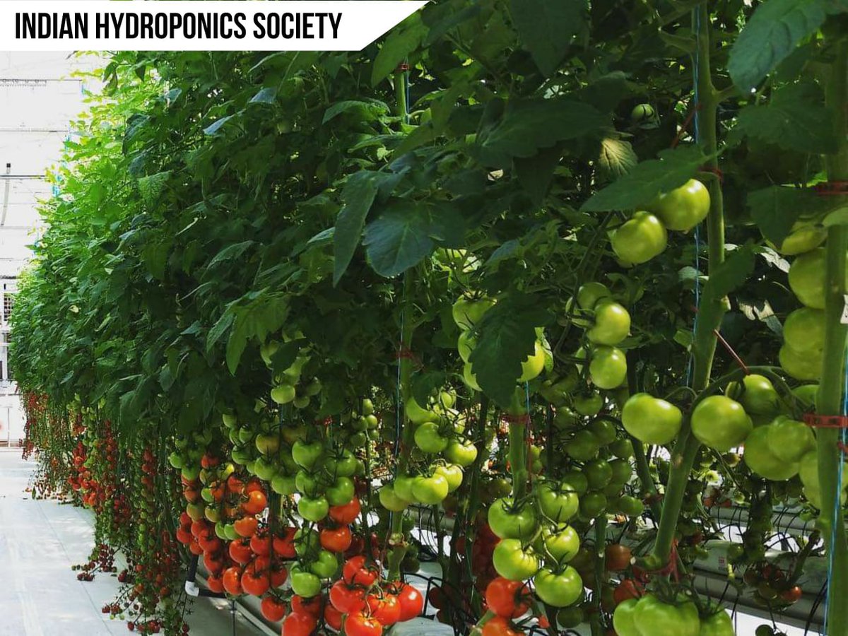 _agrijoy's tweet photo. According to the UN reports on global population, plants grown in hydroponic systems have achieved 20%–25% higher yield than the traditional agriculture system, with its productivity being 2–5 times higher.
#hydroponics #Tomatoes  #organic #farm #farming #fresh #hydroponic https://t.co/oqbbld9zGz