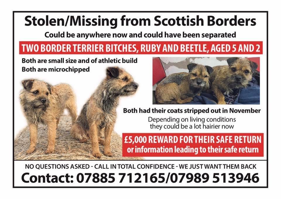 blacklab115's tweet photo. #reward now ยฃ10 grand. Large on going postal sticker campaign happening to find these 2 dogs.#findrubyandbeetle #stickergang https://t.co/VvygnWBp9b