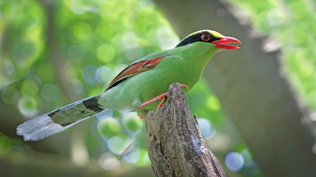 Oriental Bird Club tweet media