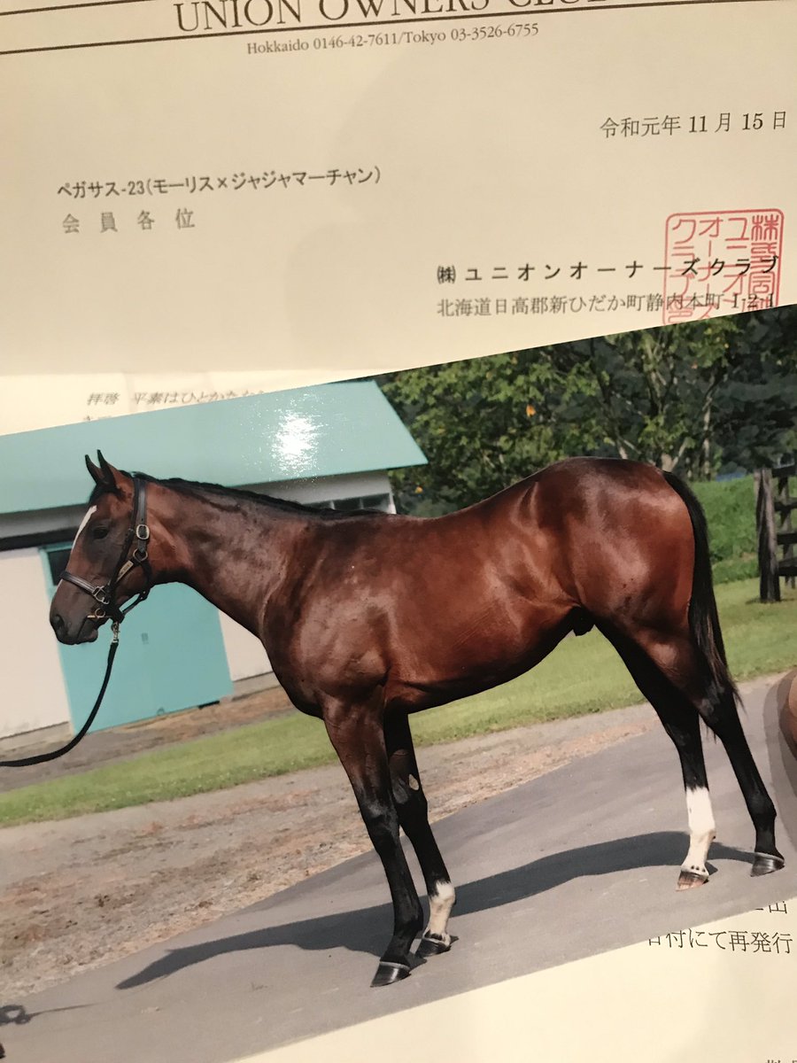 dacksmumu's tweet photo. 写真も一緒に案内きた。泣かせてくるユニオンさん。
ラスリングカプスの孫に出資出来て良かった！
ジャジャマーチャンをきっかけにユニオン入会したけどまたユニオンの馬に出資したいなと思う！
これからの馬生が良いようになりますように🙏 https://t.co/7vxxVO0sNJ