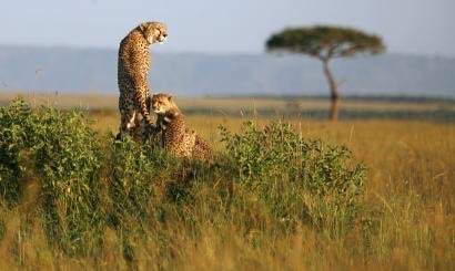 People and wildlife