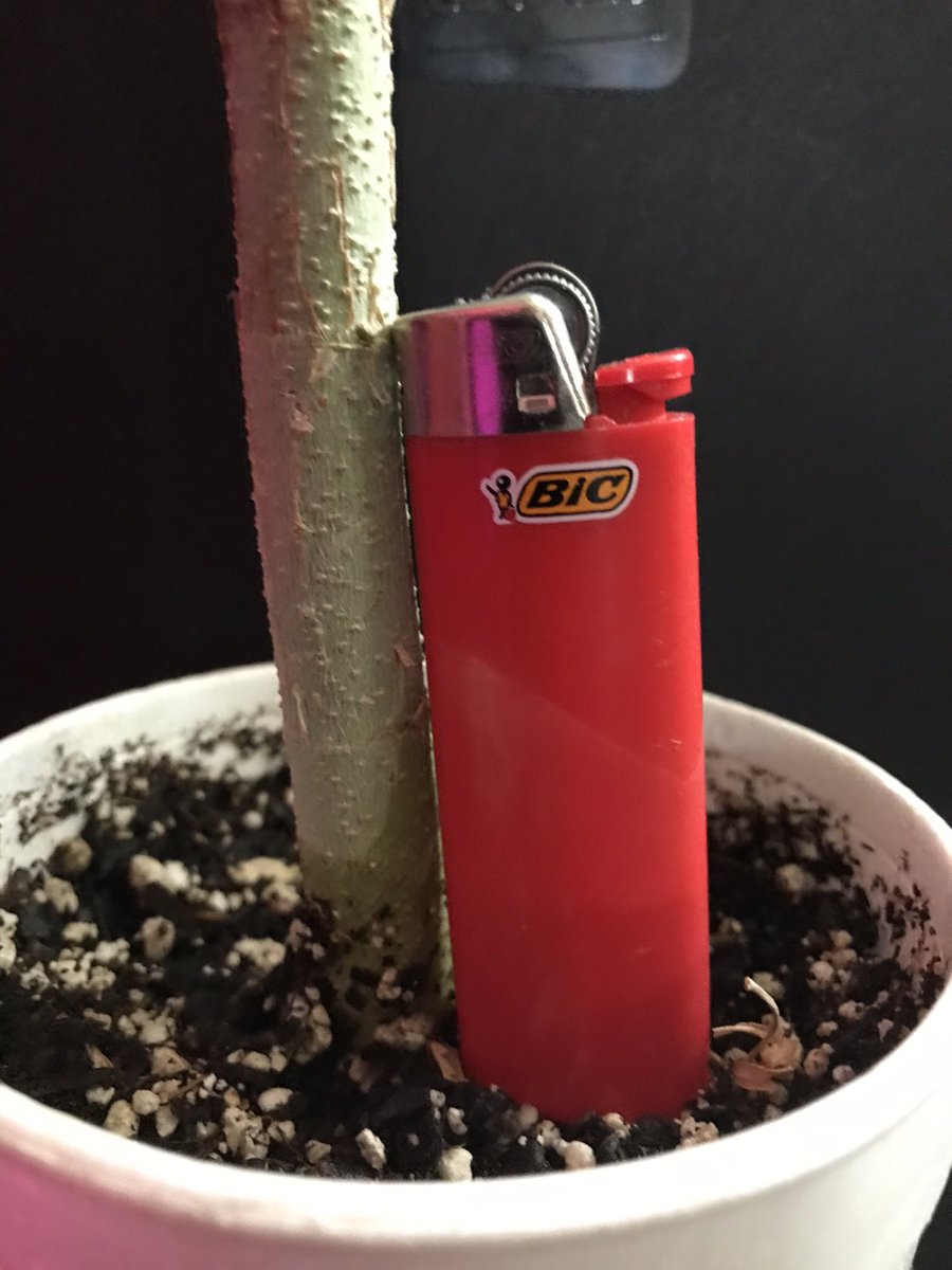 No_Ramp_Family's tweet photo. I call this work of art, Happiness In A Cup! ๐ฑ+๐ฅค=๐
#CannabisCommunity #cannabisculture #WeedLovers #weedlife #weednews #weed #ganjafarmer #CannabisActivist @FoxFarmSoil #PlatinumLED #32ozcup @GorillaGrowTent #growyourown #beyourownplug๐ #strain_unknown ๐คท๐ฝโโ๏ธ https://t.co/pK1xlm3ZI4