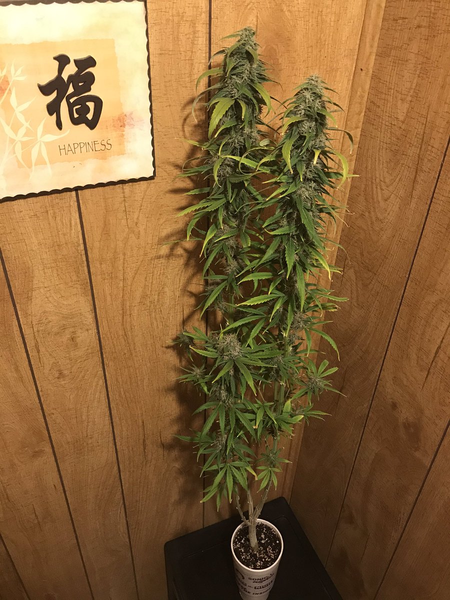 No_Ramp_Family's tweet photo. I call this work of art, Happiness In A Cup! ๐ฑ+๐ฅค=๐
#CannabisCommunity #cannabisculture #WeedLovers #weedlife #weednews #weed #ganjafarmer #CannabisActivist @FoxFarmSoil #PlatinumLED #32ozcup @GorillaGrowTent #growyourown #beyourownplug๐ #strain_unknown ๐คท๐ฝโโ๏ธ https://t.co/pK1xlm3ZI4