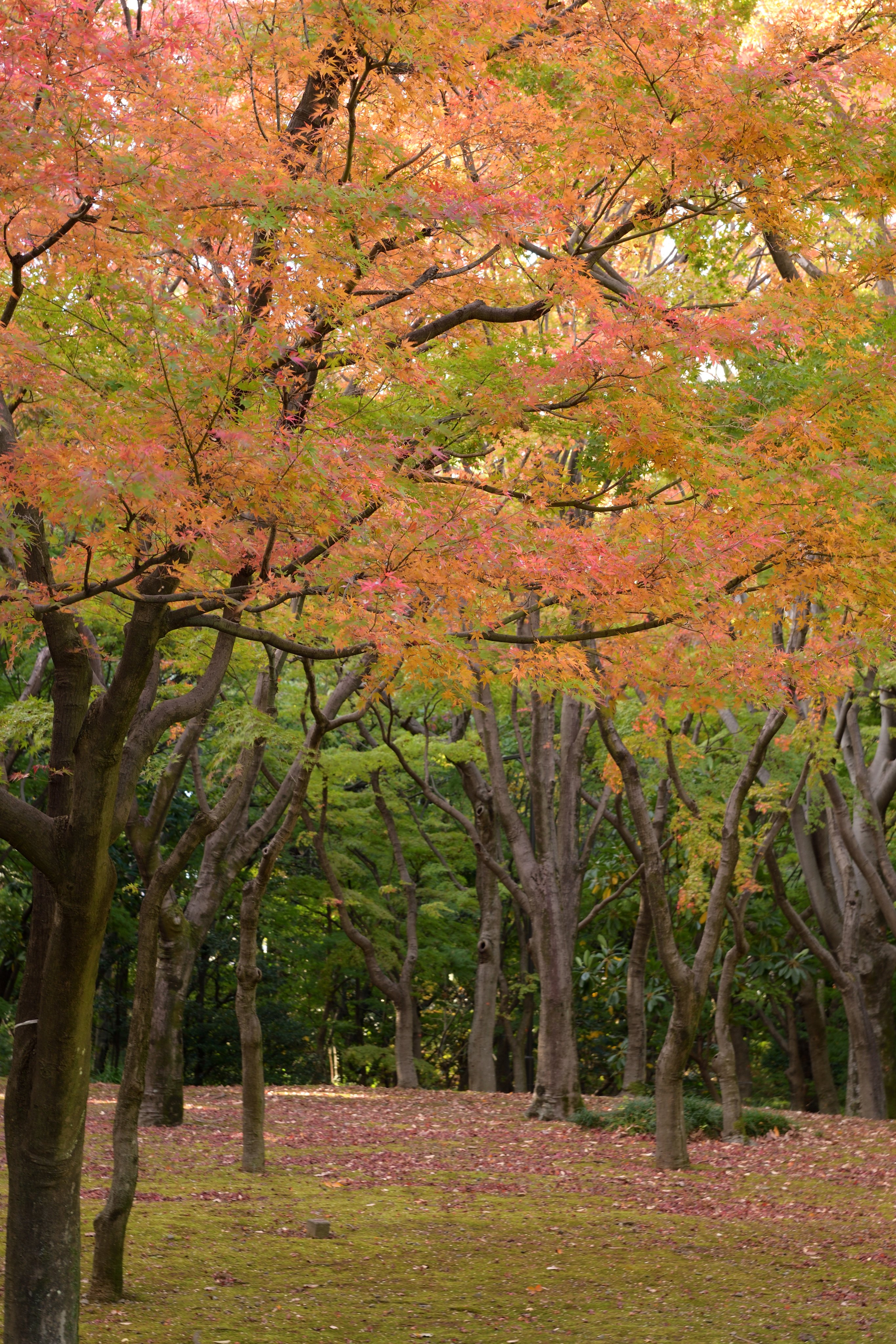 千代田区 昨日 11月日 北の丸公園 の 紅葉 の様子です 樹によっては赤や黄色に染まり始めています 靖国神社 の 銀杏 並木はまだ少し早かったです 千代田区 T Co Vo7k45kggr Twitter