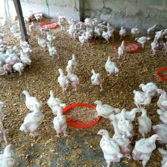 FARM UPDATES..
Pictures from our poultry farm of vaccination and bird weighing. The average weight of the birds is now 1.20kg.
.
.
.
#Burnaboy #ThursdayThoughts #ThursdayMotivation #GrammyNominations #AGT #imacelebrity #Frozen2 #ExtraordinaryYou #farmparks #revelationproperties