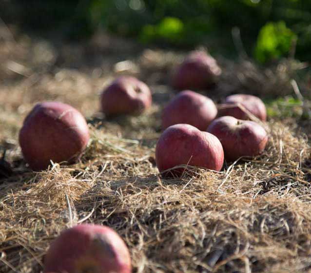 We only use 100% pressed juice in our ciders, it’s gluten-free and vegan-friendly. All bottle sizes are 75cl. Best served chilled. #CiderIsWine #rethinkcider #ciderfest #cider <a href="/ThreeWineMen/">WineAlive</a>