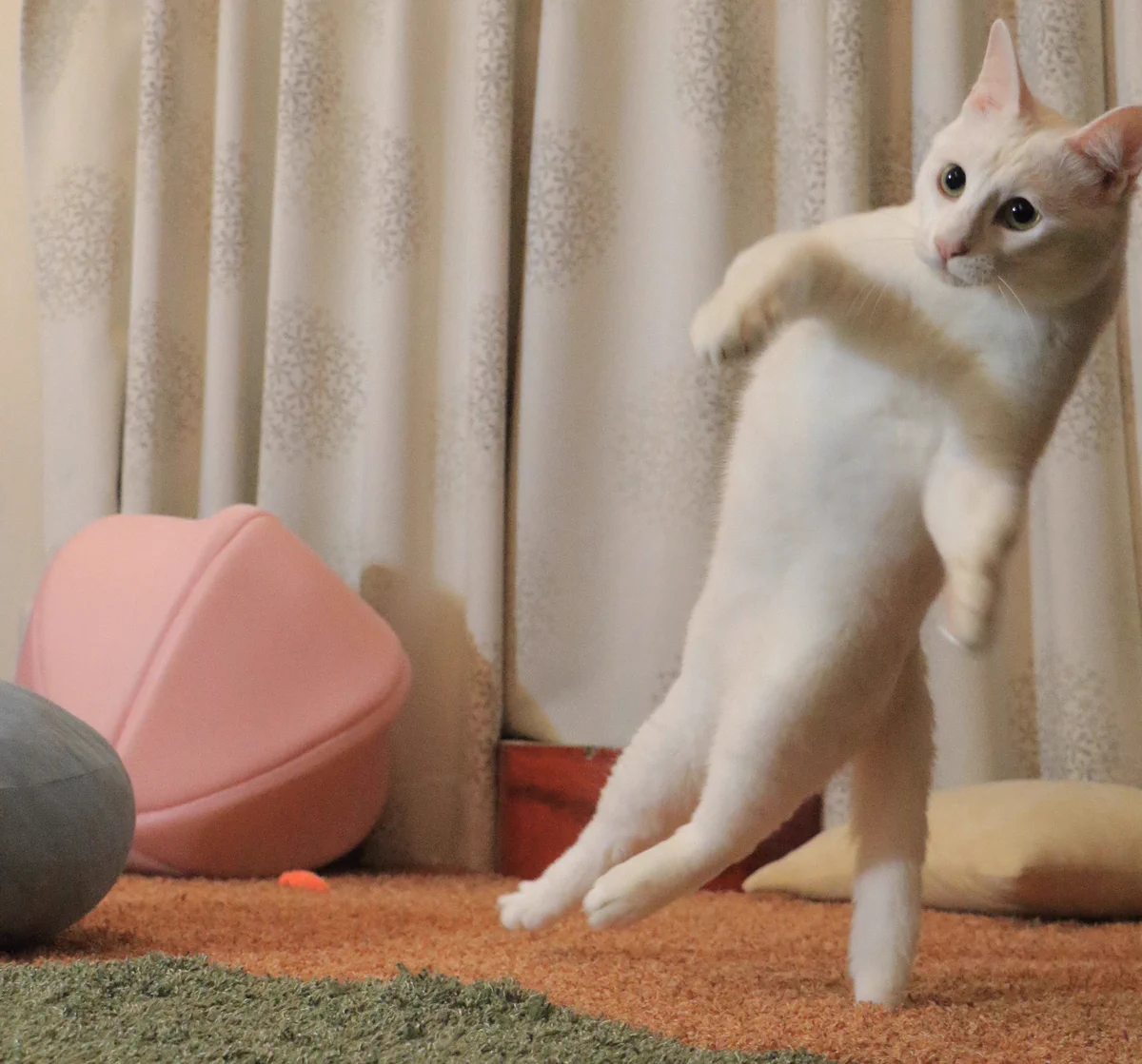 不思議な形？尻尾だけで立つ猫が発見されるwww