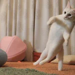 不思議な形？尻尾だけで立つ猫が発見される!
