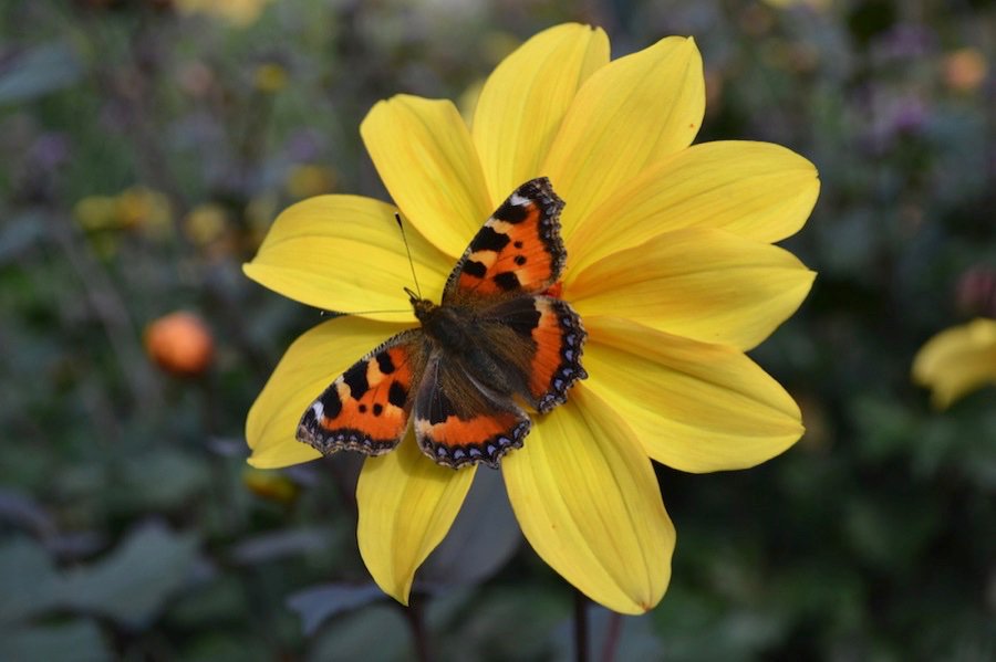 If you spot a butterfly inside, it has entered its winter dormant stage. To keep it safe, gently move it into an unheated building such as a shed, porch, or garage. 
More info and tips to help autumn and winter wildlife:
bit.ly/2OAZHex