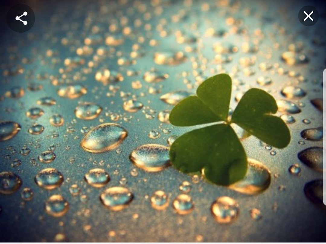 اذا امطرت""هضت جميع معازفي
غنت مع(السياب)اغنيه المطر
مطر--- مطر 
وانا باشواقي ارتطام السحب بالسحب
اشتياق الارض--عززف الريح
سرر العطر فى رئه الزهرر