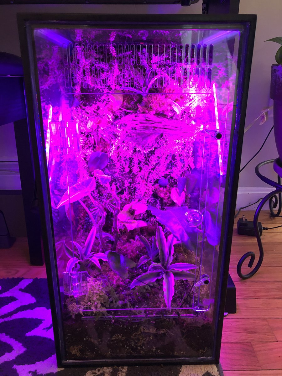 TaprootASMR's tweet photo. Thinking about making a video featuring this 10 gallon terrarium conversion I completed a few weeks back. Any interest? #terrarium #tropicalplants #growtank https://t.co/3sfbfimp0t