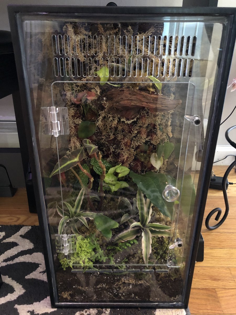 TaprootASMR's tweet photo. Thinking about making a video featuring this 10 gallon terrarium conversion I completed a few weeks back. Any interest? #terrarium #tropicalplants #growtank https://t.co/3sfbfimp0t