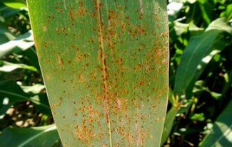 FarmsNews's tweet photo. New Tool Provides Producers with Impacts of Diseases
Read more...
https://t.co/NRzZq2TSkx https://t.co/NaAx9Hxoc7