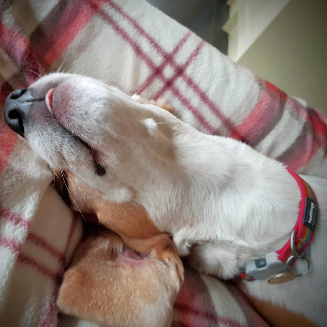 Life of Brea, part 3!!

🐕💗

#beagle #beagles #beaglemum #beaglesoftwitter #adogslife #phototime #actress #humour #pawsup #playtime #fun #beauty #laughter #happiness #love #photogenic #dogmodel #furchild #puppylove #dogparent #dogsoftwitter