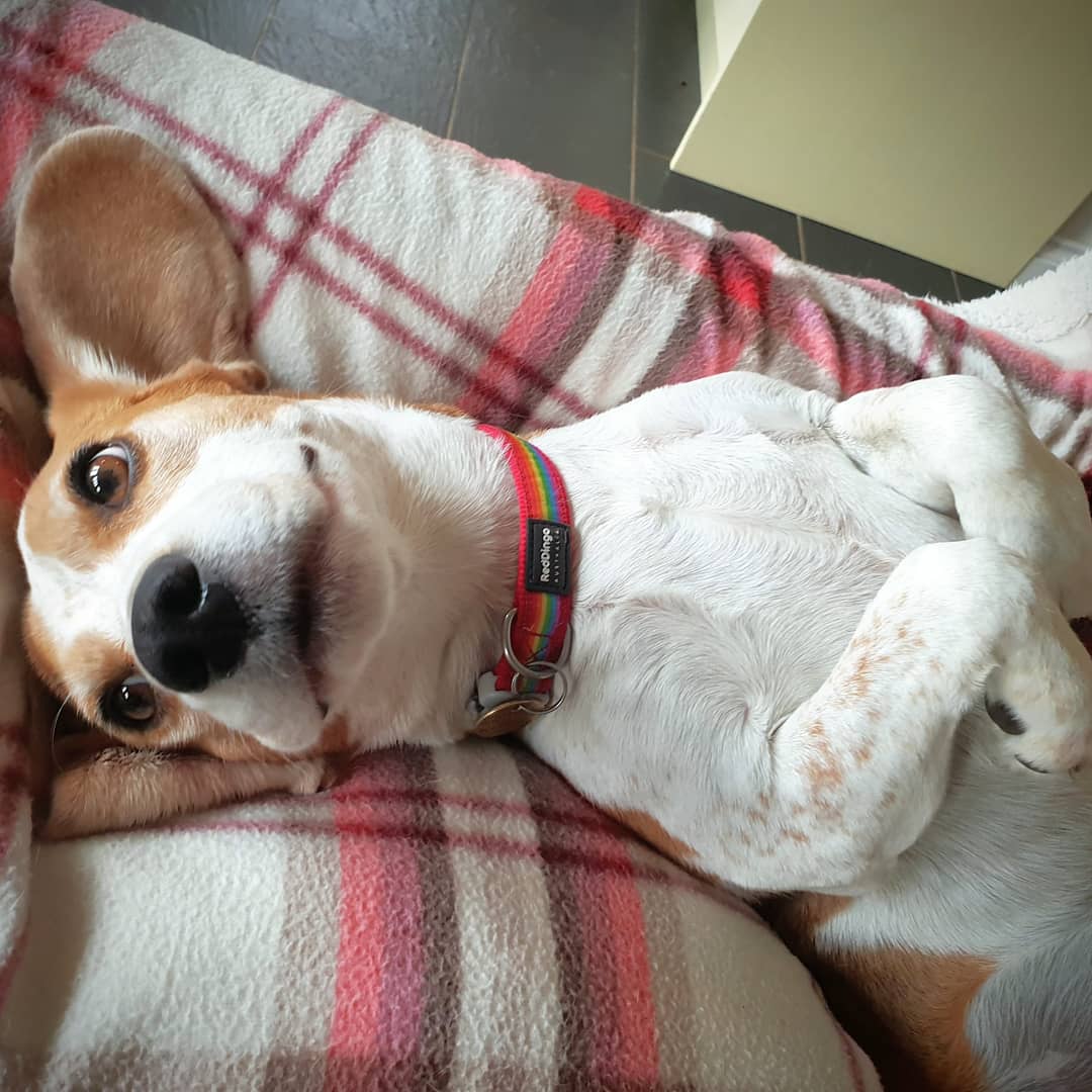 Life of Brea, part 4!!!!

🐕💗

(Mum-mum made me share these..)

#beagle #beagles #beaglemum #beaglesoftwitter #adogslife #phototime #actress #humour #pawsup #playtime #fun #beauty #laughter #happiness #love #photogenic #dogmodel #furchild #puppylove #dogparent #dogsoftwitter