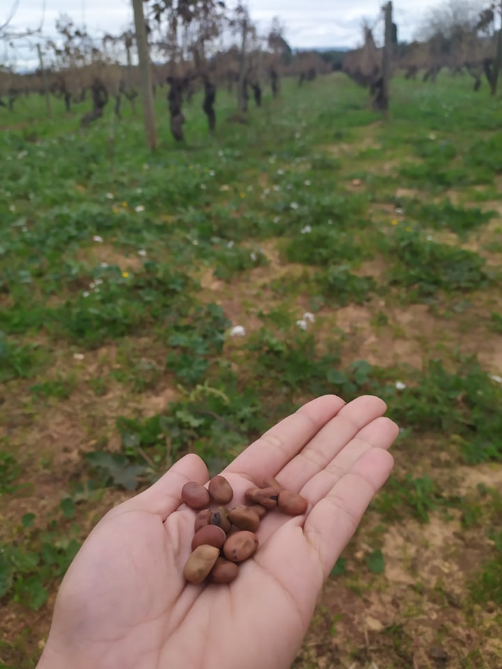 At Cortese, we use the Favino bean as a fertilizer for the soil. We thereby enrich the soil with organic matter, thanks to the nitrogen fixed by symbiotic bacteria. #organic #rganicwine #sicily #organicvineyard #biowine #favino #veganwine #agricolacortese