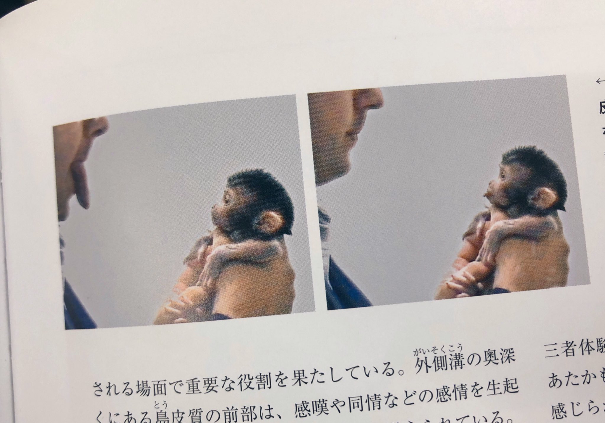 神経学の勉強のつもりが お猿さんの本能が可愛すぎてバズりまくり 話題の画像プラス 神経学の勉強のつもりが お猿さんの本能が可愛すぎてバズりまくり 話題の画像プラス