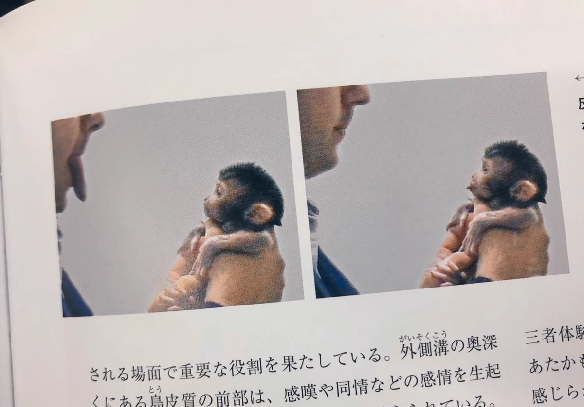 【神経学の勉強のつもりが】お猿さんの本能が可愛すぎてバズりまくり