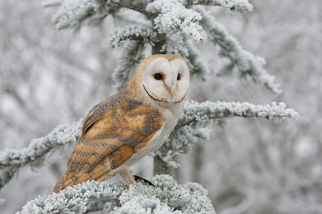 HawkConservancy's tweet photo. We’ve got #Christmas wrapped up for you this year with our list of #giftideas to ensure you have something to suit all loved ones. We offer gifts that won’t cost the planet. Why not consider giving the gift of memories this year with a voucher or ticket? https://t.co/smh9u16lUX https://t.co/ml59lLAAcF
