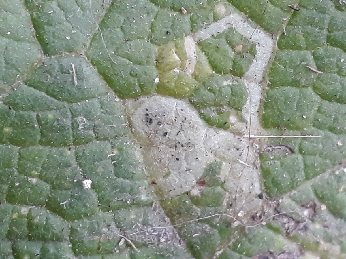 baggeridgepark's tweet photo. Leaf mines on burdock think these are caused by a fly larva Phytomyza lappae. #leafmine 🙂 https://t.co/BpJxrzDWpl
