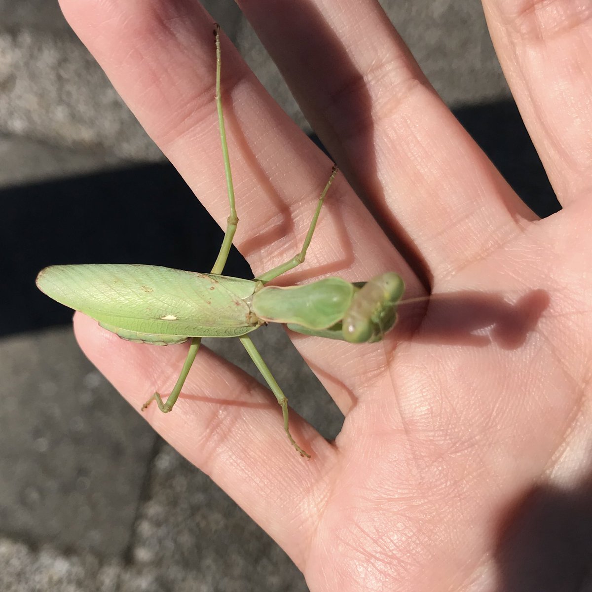 灰猫又タビー 低浮上m M カマキリかわいいねー でもハラビロかも カマキリは かっ かわいいですね そだね そろそろ会えなくなるね また 春までサヨナラだね
