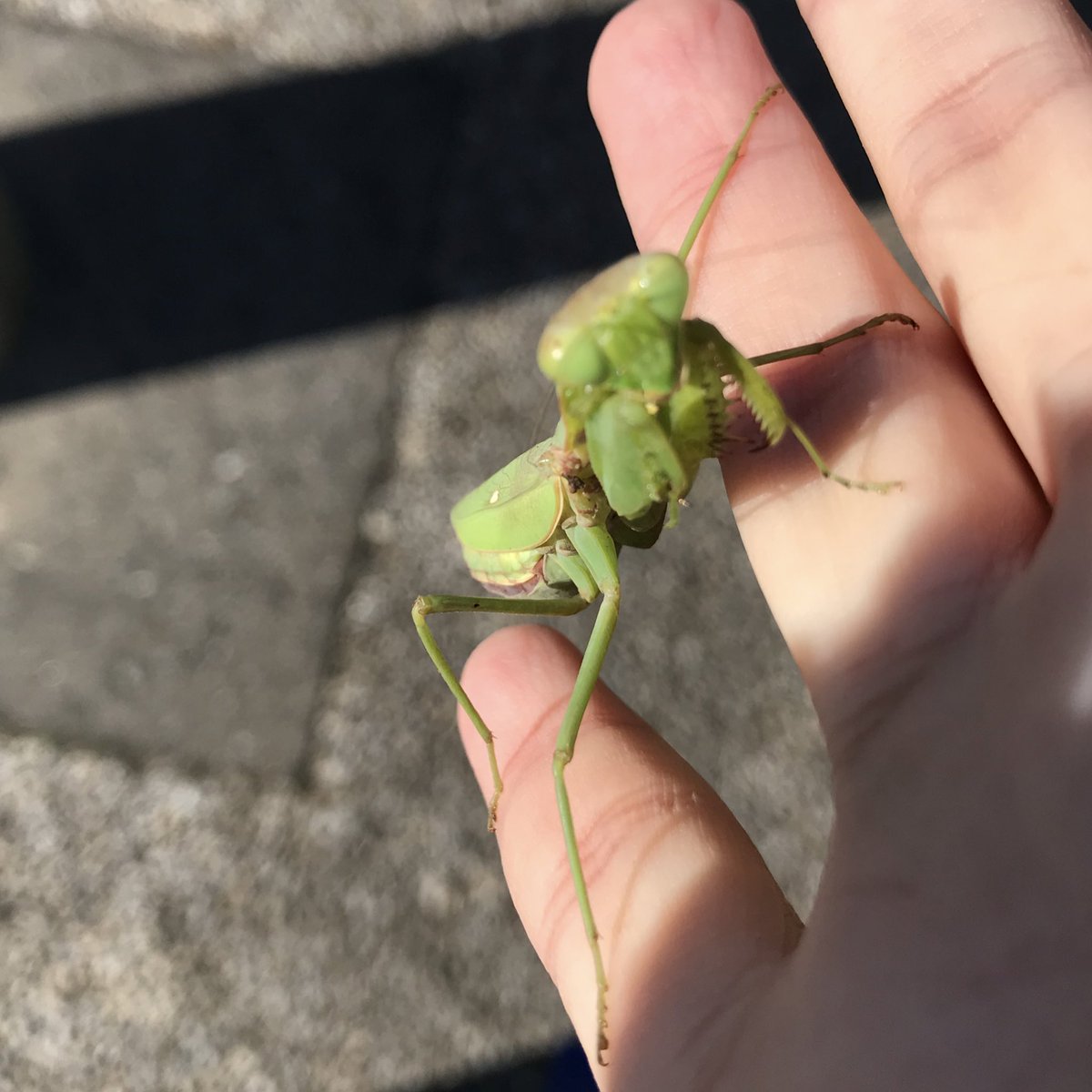 灰猫又タビー 低浮上m M در توییتر カマキリかわいいねー でもハラビロかも カマキリは かっ かわいいですね そだね そろそろ会えなくなるね また 春までサヨナラだね