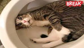 #Animal #Funny #Loin #cats #horse #dog #monkey #zebra