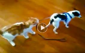 #Animal #Funny #Loin #cats #horse #dog #monkey #zebra